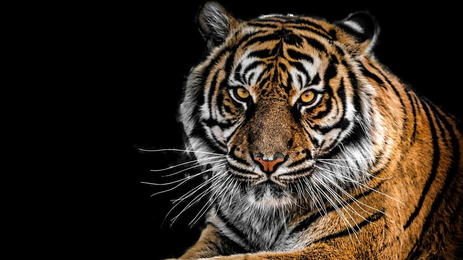 A powerful Bengal tiger with piercing amber eyes and bold black stripes rests confidently against a dark background, exuding strength and dominance.