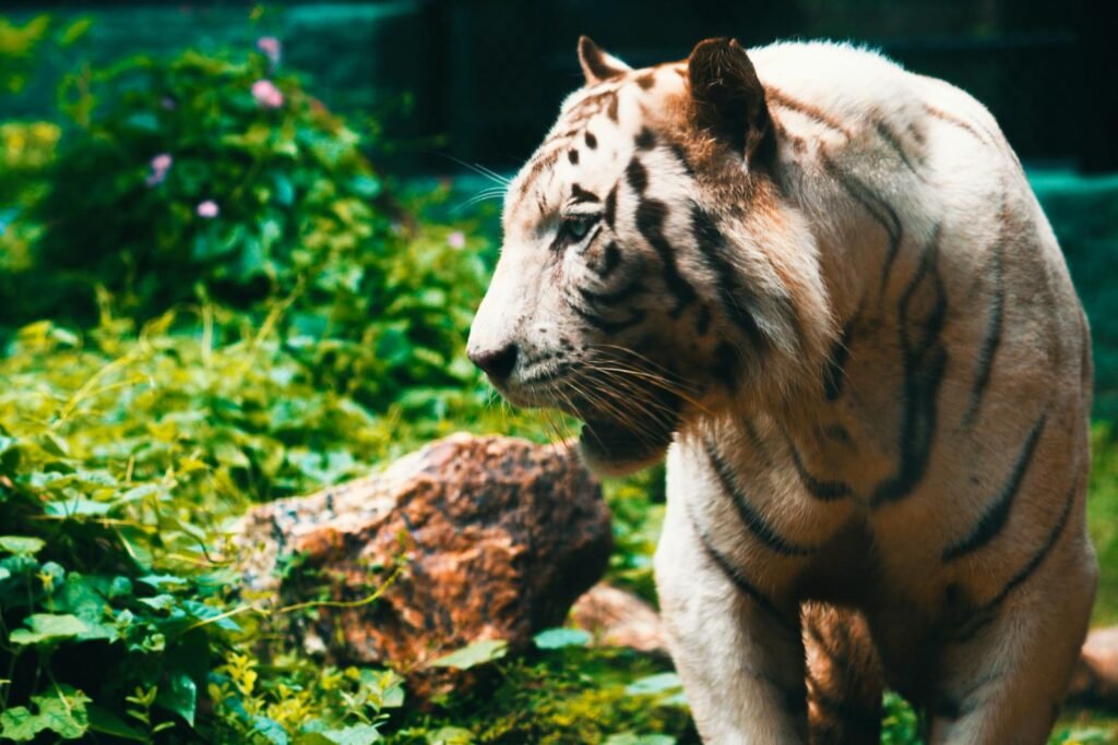 Close-up of a white Bengal tiger prowling through lush vegetation in a natural habitat.