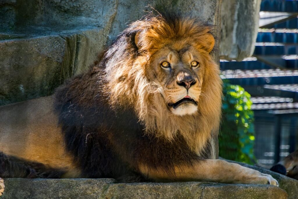 Powerful lion with a dense mane resting in a zoo, showcasing regal poise.