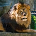 Powerful lion with a dense mane resting in a zoo, showcasing regal poise.