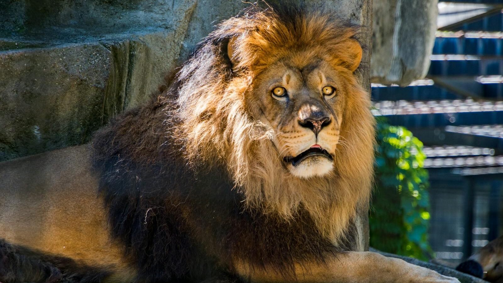 A majestic male lion with a thick, dark mane resting on a rocky surface, exuding power and regality in a sunlit habitat.