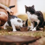 Two cats eating from a bowl while a person gently touches them on a grassy outdoor area.