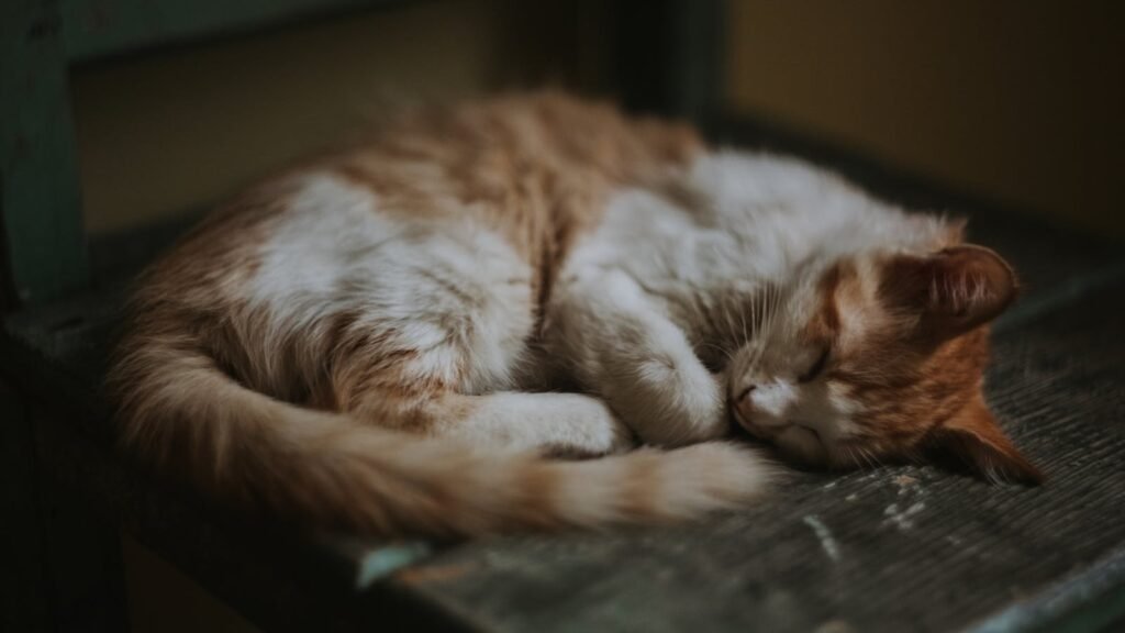 A peaceful tabby cat sleeping on a rustic bench indoors, showcasing tranquility and comfort.