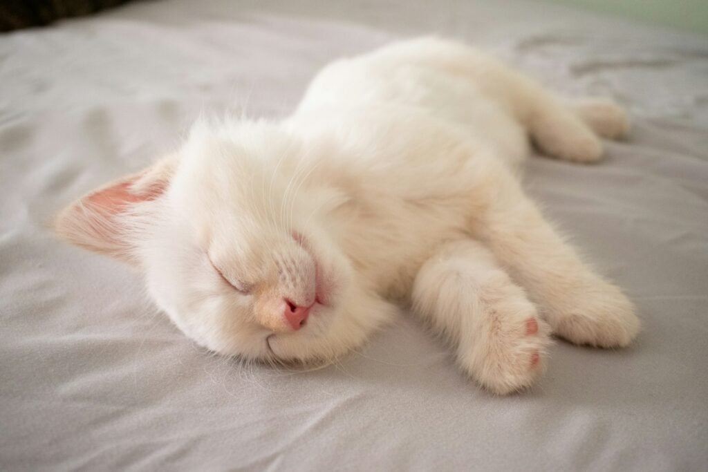 cat sleeping