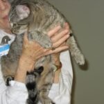 Rescue cat: Sally, a rescue cat
