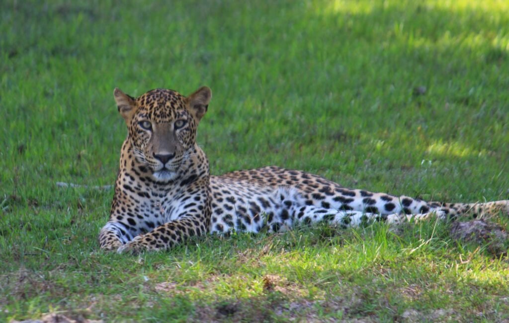 cat extinction: a cheetah lying in the grass