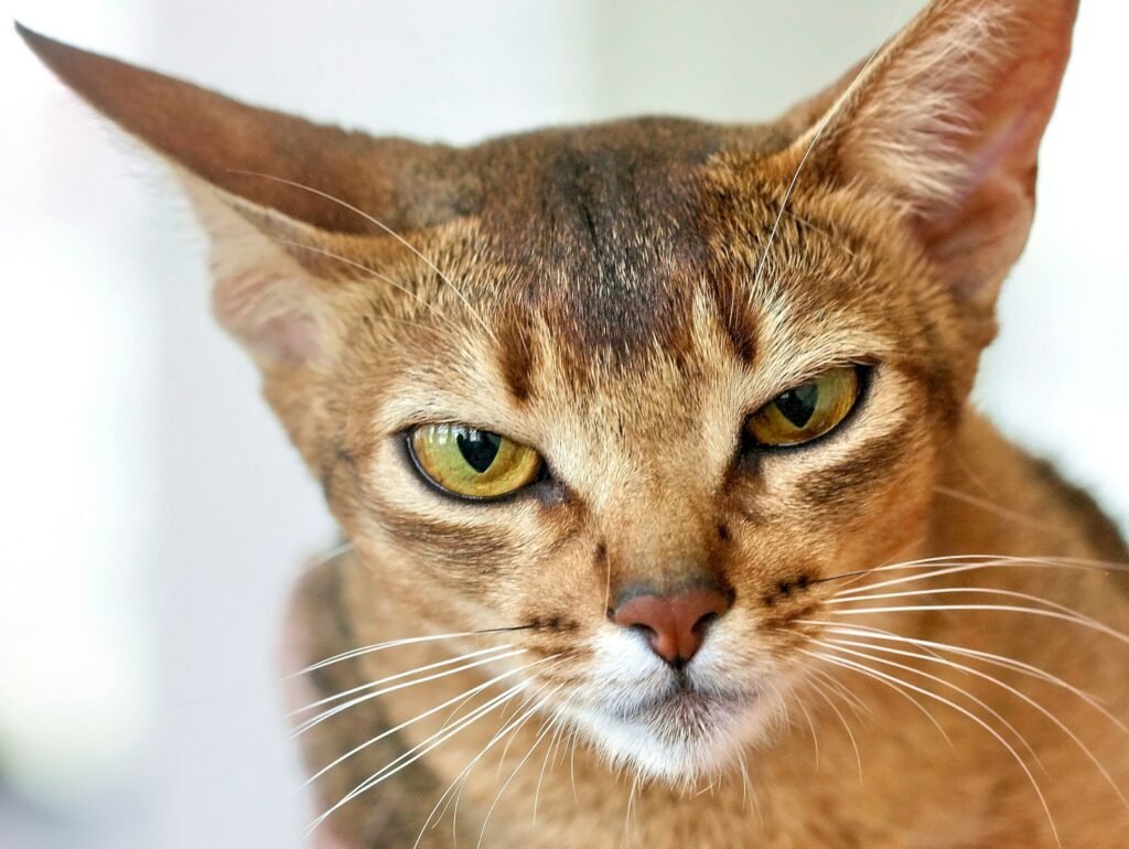 cat breed personality: brown tabby cat with white eyes