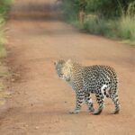 leopard on dirt road