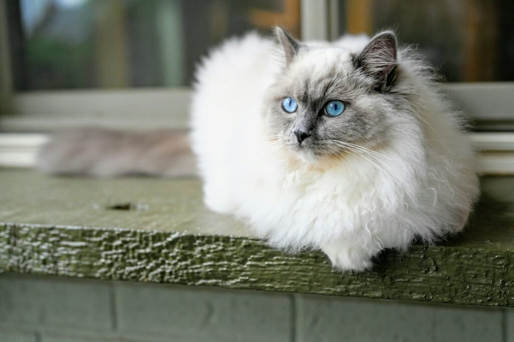 Cat Breeds white and gray long fur cat on green wooden surface