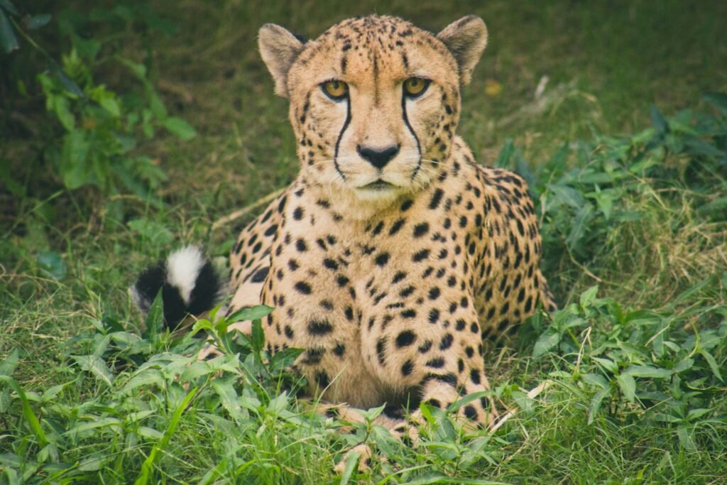 Cat Weather Cheetah lying on green grass ground during daytime