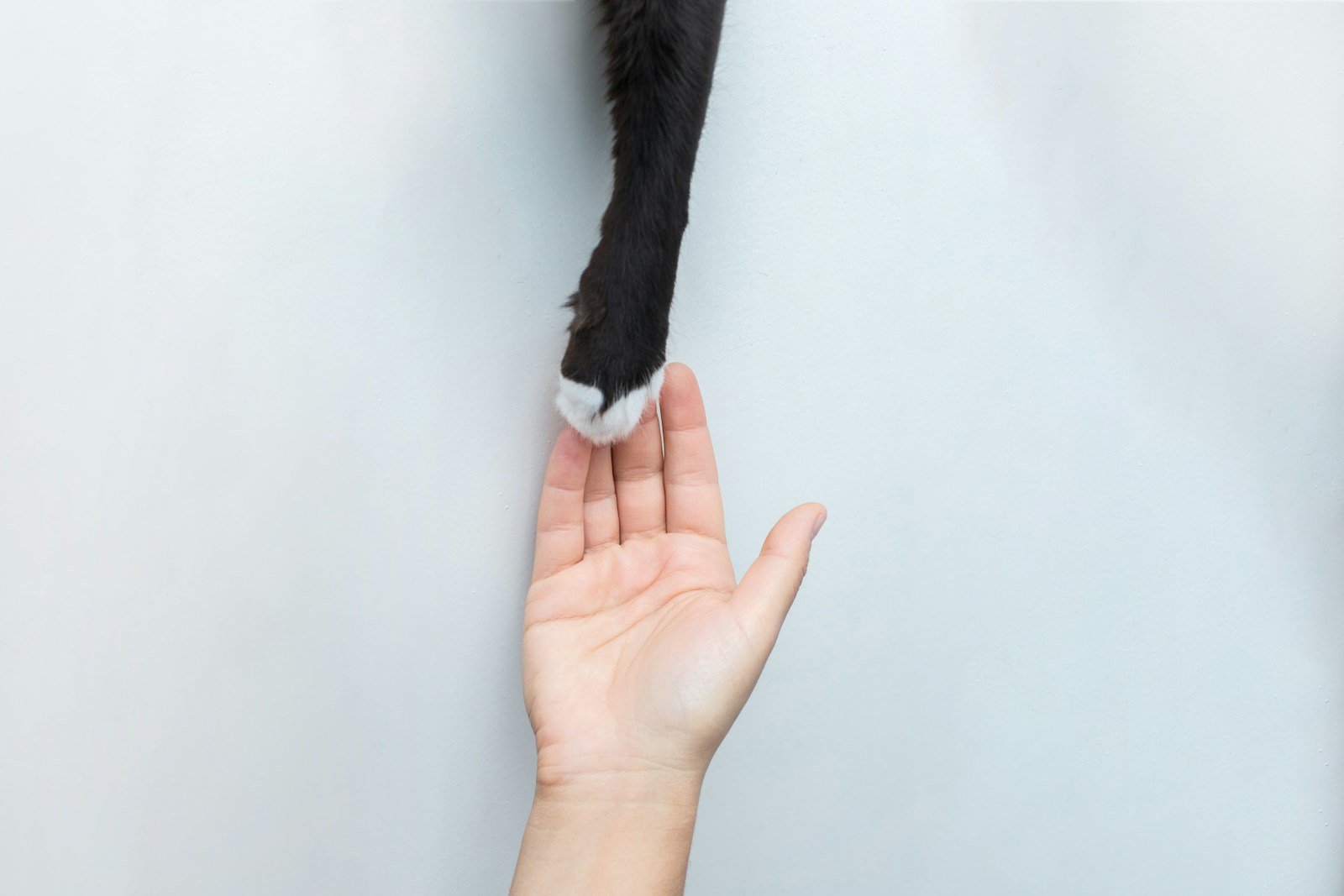 Photo by Luku Muffin Fascinating stories: person holding black short fur cat