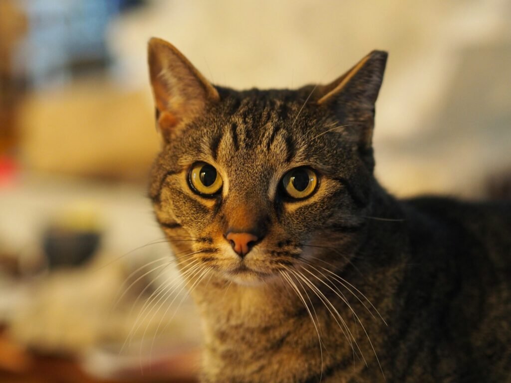 cat love: brown tabby cat in tilt shift lens