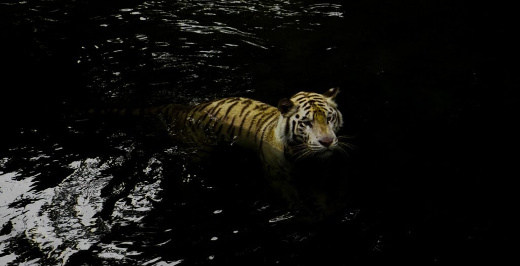 a tiger swimming in water
