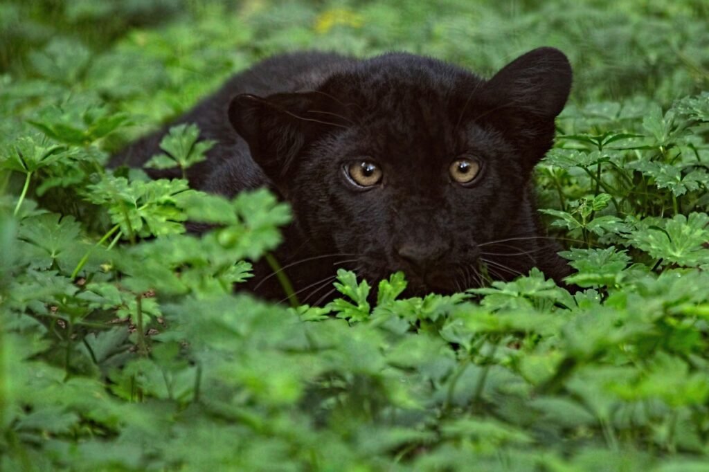 picture, black panther, leopard, animals, baby, felines, savage, zoo, fauna, coat, nature, africa, asia, bagheera, black panther, black panther, black panther, black panther, black panther