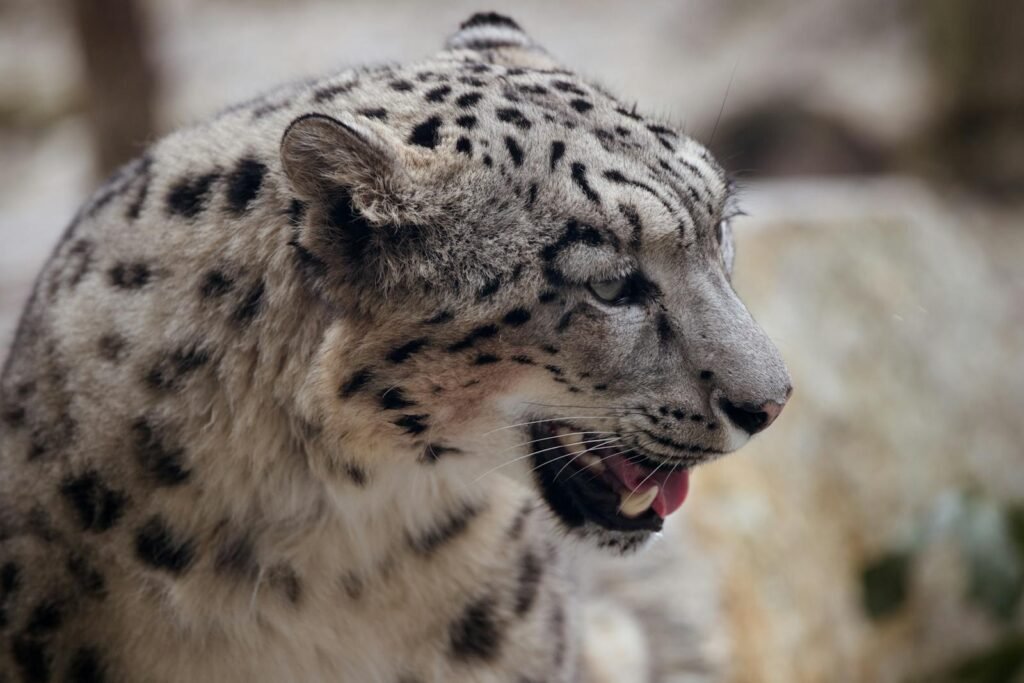 climate change: Majestic snow leopard captured in a detailed close-up in natural habitat.
