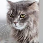 How Cats Help Improve Mental Health and Reduce Stress