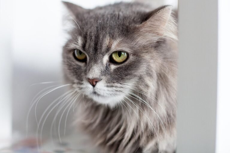 How Cats Help Improve Mental Health and Reduce Stress