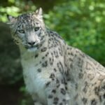 snow leopard, predator, cats, mammal, wildlife, zoo, zoo salzburg, snow leopard, snow leopard, snow leopard, snow leopard, snow leopard, zoo salzburg