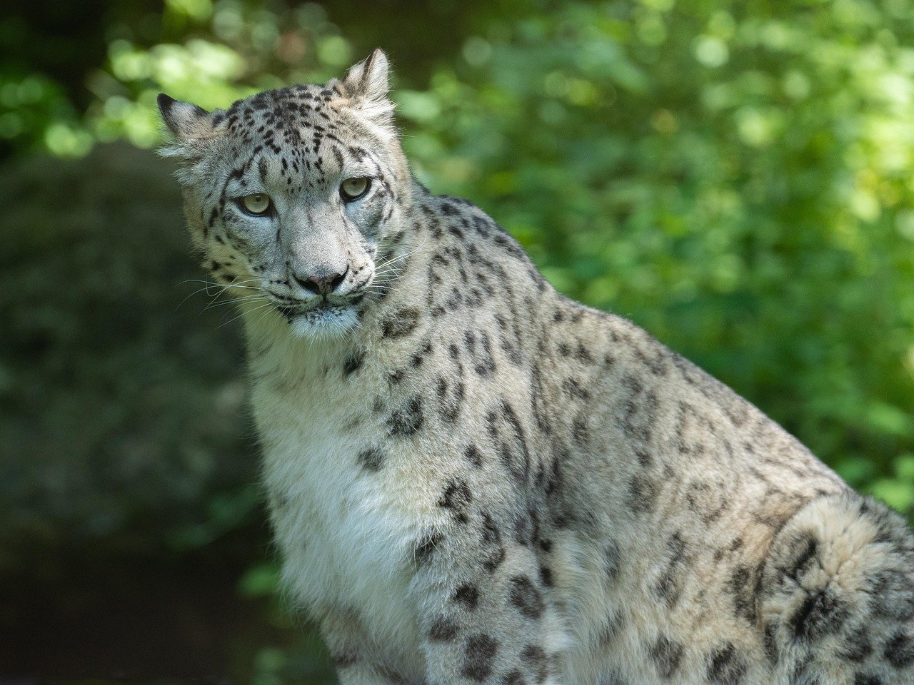 snow leopard, predator, cats, mammal, wildlife, zoo, zoo salzburg, snow leopard, snow leopard, snow leopard, snow leopard, snow leopard, zoo salzburg