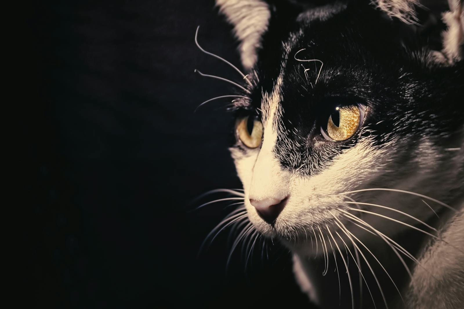 Photo by Arifur Rahman Tushar Cats see: A close-up shot of a black and white cat with striking golden eyes, showcasing its whiskers.