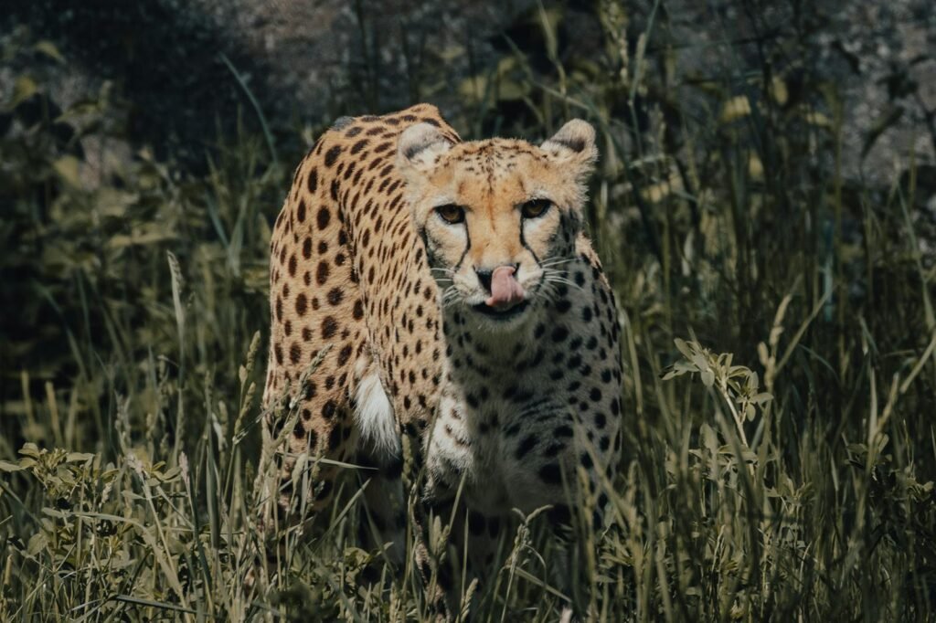 A cheetah strolling through tall grass, staring ahead with its tongue out.