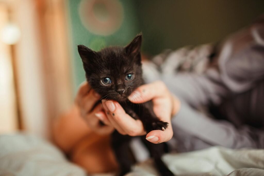 Cute black kitten being held gently indoors, showcasing innocence and affection.