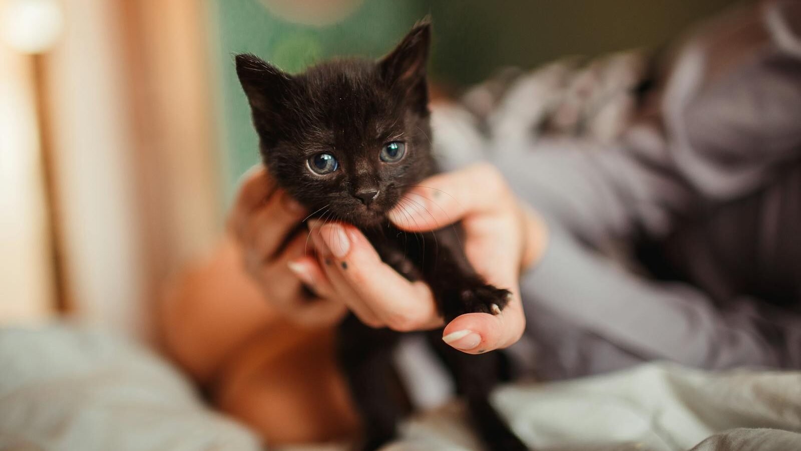 A tiny black kitten with blue eyes being gently held in a person's hands, capturing the innocence and fragility of kittenhood.