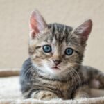 Cats’ Hearing european shorthair, cat, kitten, young, animal, feline, pet, breed, domestic animal, fur, portrait, closeup, cat, kitten, kitten, nature, kitten, kitten, kitten