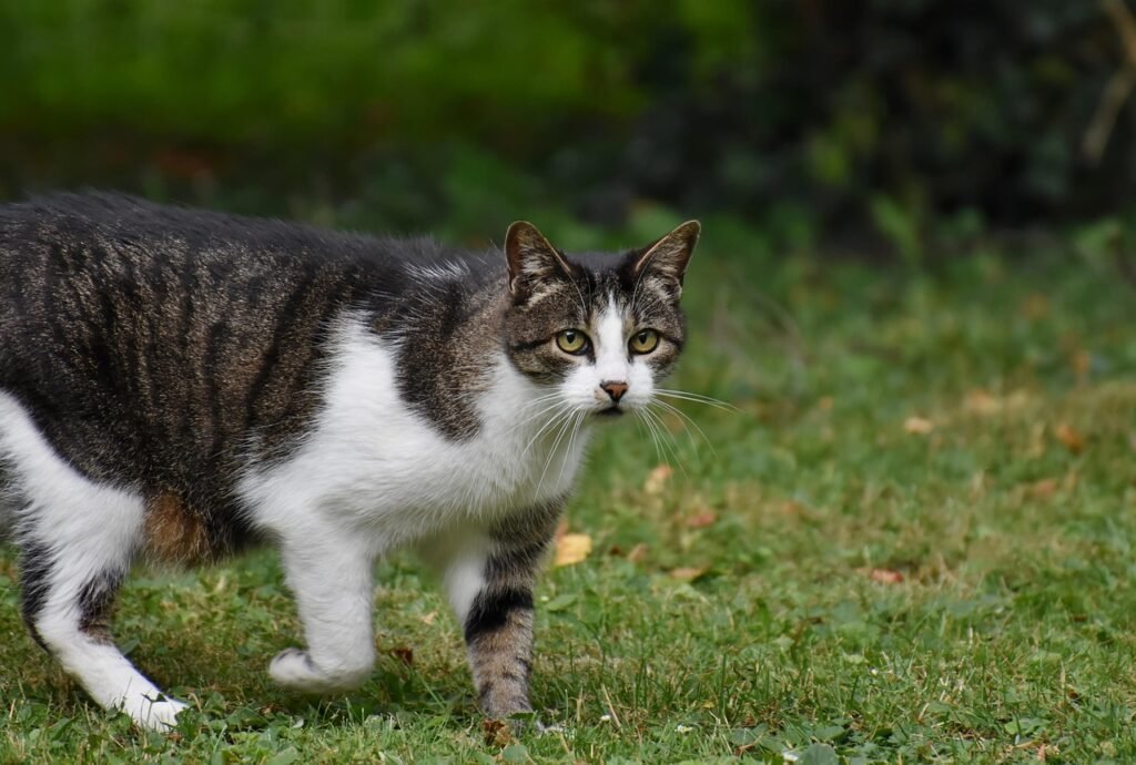 Cats Choose Their Favorite Person in a Household