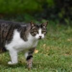 Domestic Cats Can’t Roar and Big Cats Can’t Purr