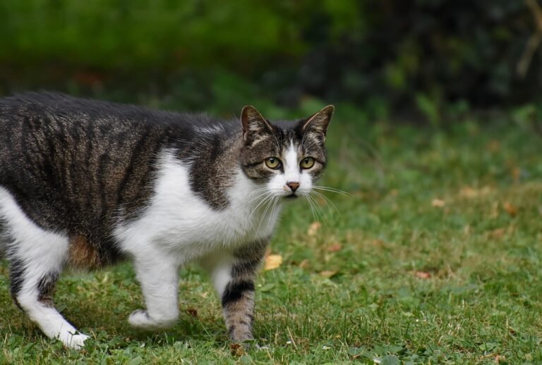 Domestic Cats Can’t Roar and Big Cats Can’t Purr