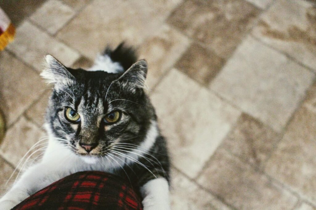 cat relationship: Cute tabby cat playfully reaching up indoors on a tiled floor.
