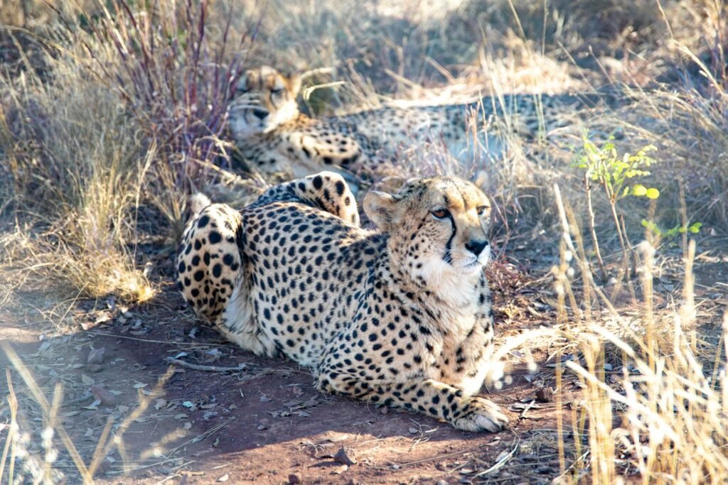 Cheetahs lounging in the grass, showcasing their spotted fur in the African savannah.
