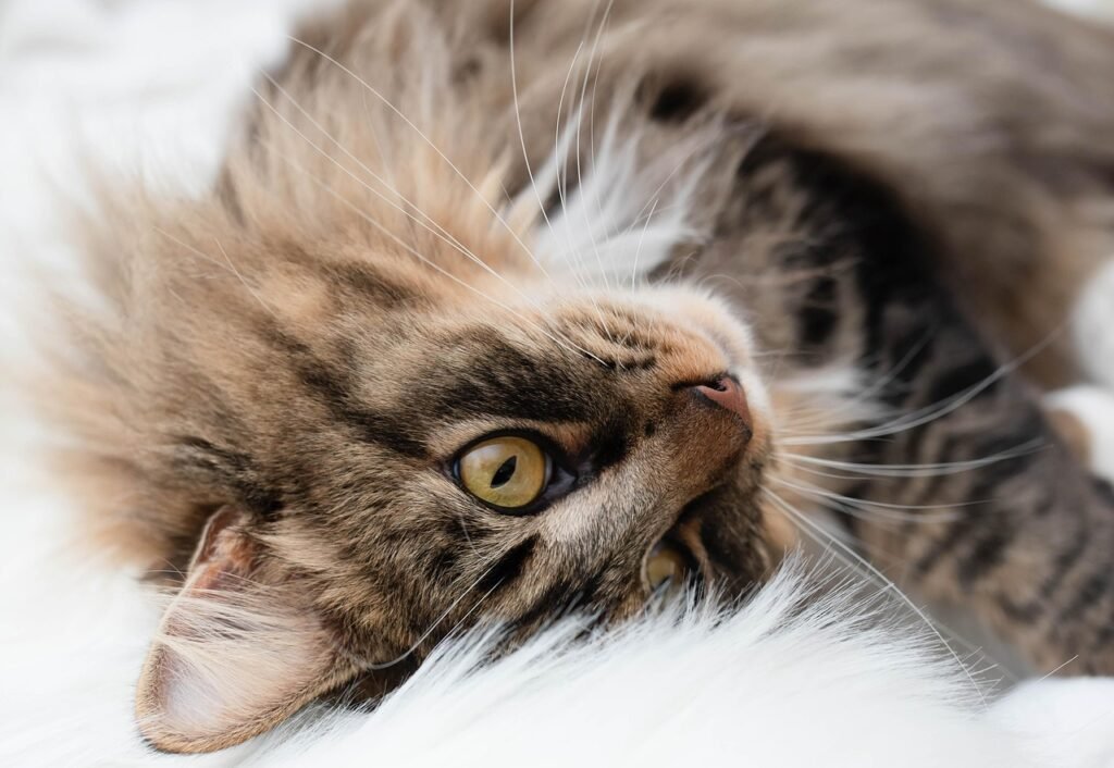 Cat Signs cat, feline, purr, pet, animal, kitty, meow, nature, cat, cat, cat, cat, cat, kitty, kitty