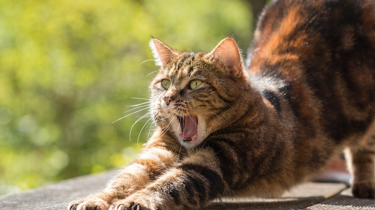 A close-up of a striped cat stretching and yawning outdoors, highlighting its alert expression.