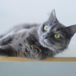 Domestic Cat Breeds cat, grey cat, animal, feline, pet, cat, nature, cat, cat, cat, cat, pet, pet
