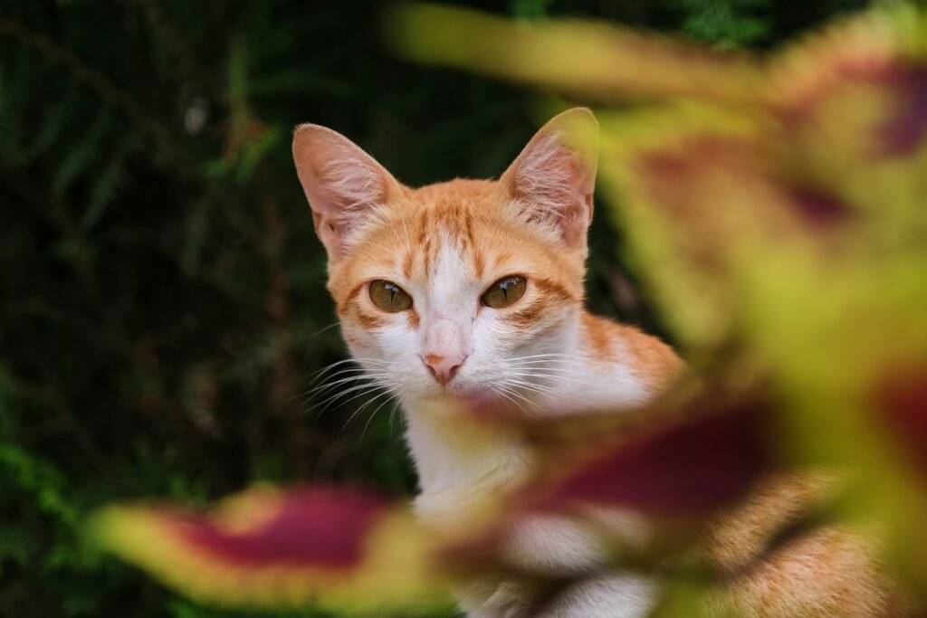 orange and white tabby cat