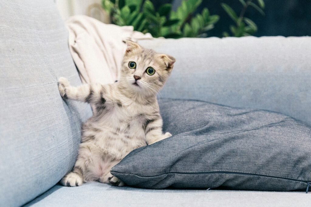 household cat: brown tabby kitten