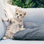 cat love: brown tabby kitten