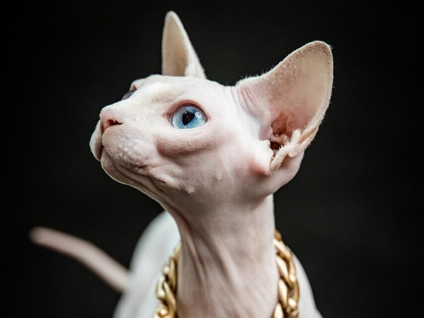 A hairless Bambino cat with blue eyes wearing a gold chain looking upward against a dark background