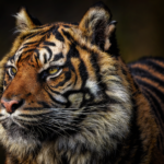 tiger, feline, wild cat, whiskers, sumatran tiger, predator, hunter, mammal, animal, wildlife, critically endangered, portrait, tiger, tiger, tiger, nature, tiger, tiger