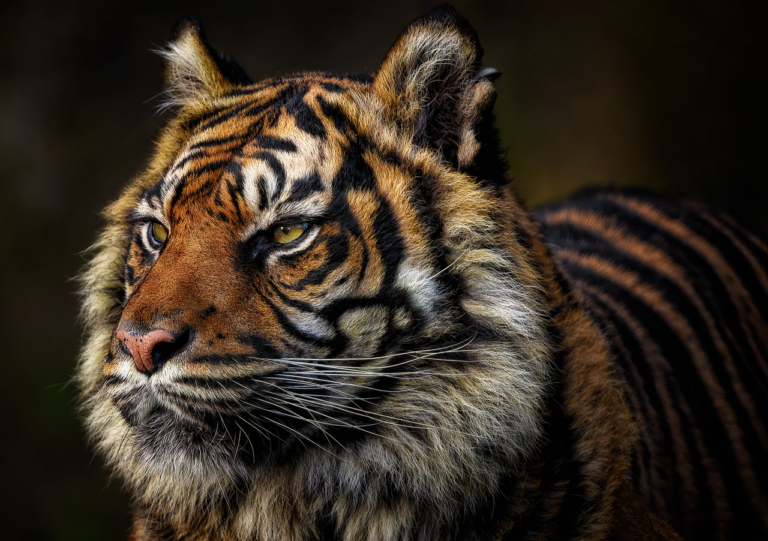 tiger, feline, wild cat, whiskers, sumatran tiger, predator, hunter, mammal, animal, wildlife, critically endangered, portrait, tiger, tiger, tiger, nature, tiger, tiger