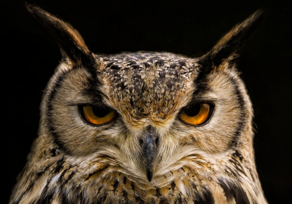 Cats’ Hearing owl, eagle owl, eurasian eagle owl, owl owl, bird, animal, bird of prey, raptor, predator, feathers, plumage, avian, hunter, beak, nature, wildlife, ornithology, owl, owl, owl, owl, owl