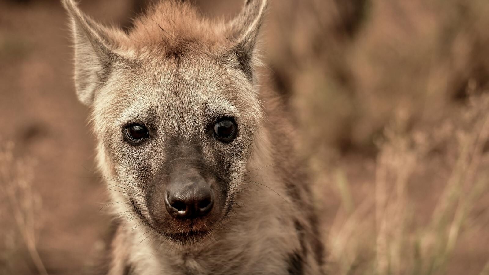 A close-up of a young hyena with alert, dark eyes, standing amidst dry grass. Its short, tawny fur and distinctive facial markings are clearly visible.