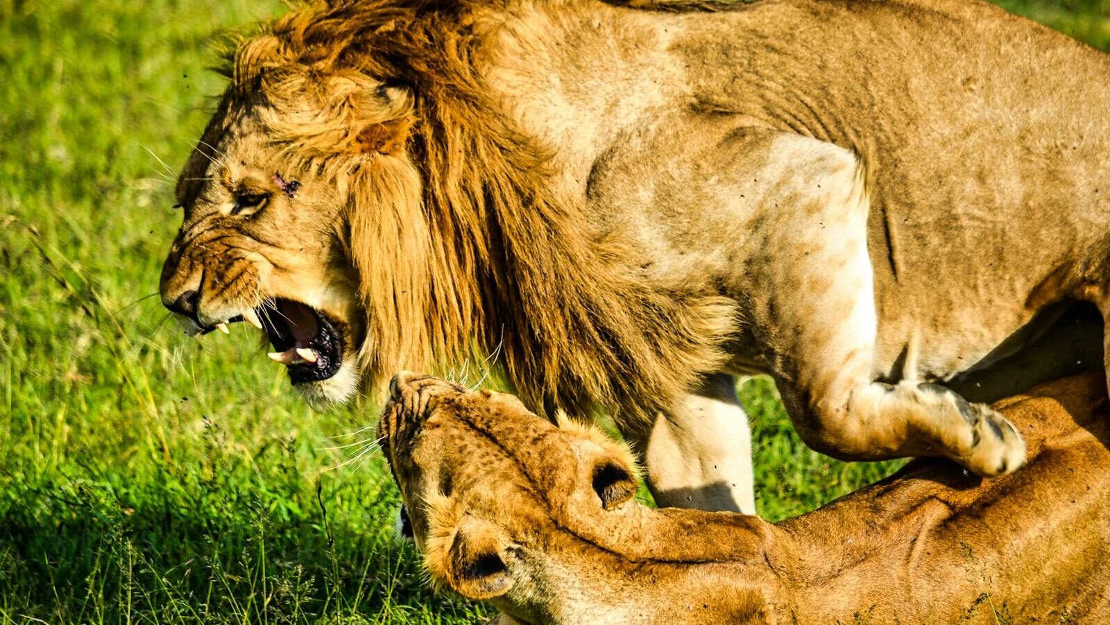 A dramatic moment of two lions engaging in a powerful interaction in the wilds of Laikipia County, Kenya.