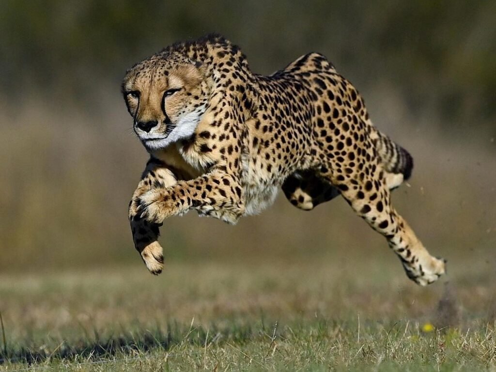Adaptations for Hunting