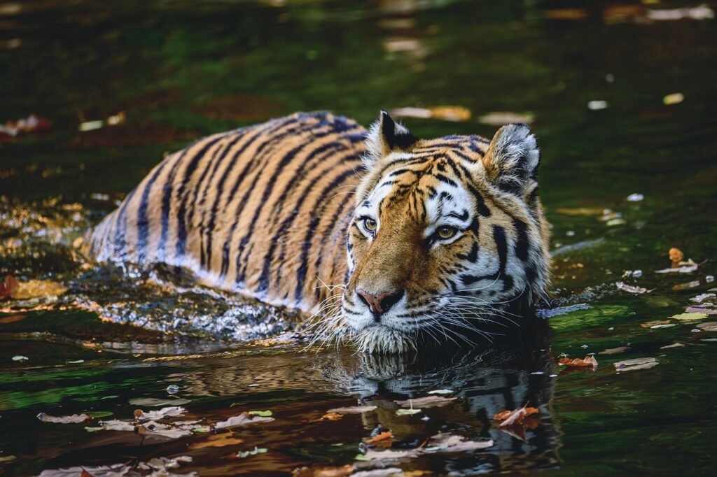 Cat Environment tiger, wildlife, animal, predator, wildcat, feline, wilderness, cat, mammal, wild, tiger, nature, tiger, tiger, tiger, pet, tiger
