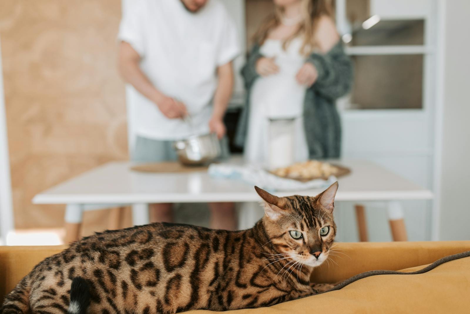 Photo by Vlada Karpovich wild domestic cat: Close-up of a Bengal cat on a couch with a blurred background showing a couple cooking.