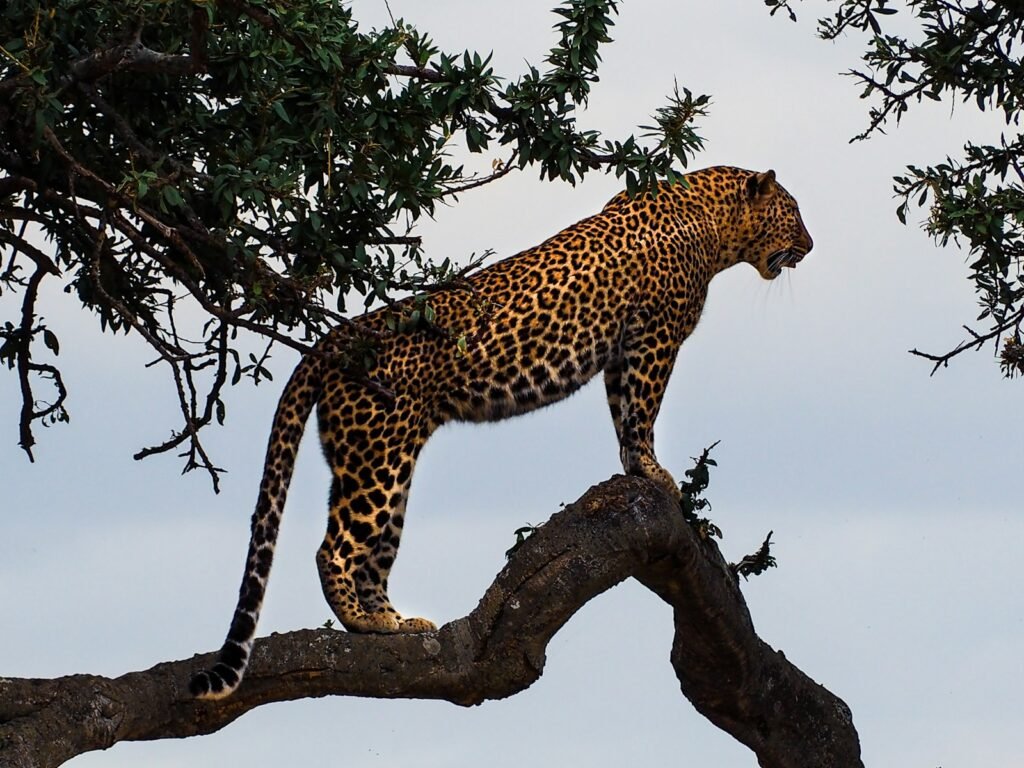 big cat roars: leopard standing on a tree branch