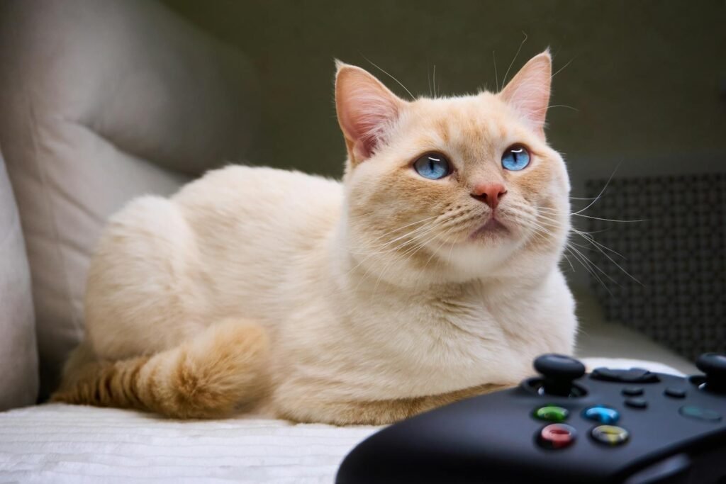 A cute cream-colored cat with blue eyes lounging next to a game controller.